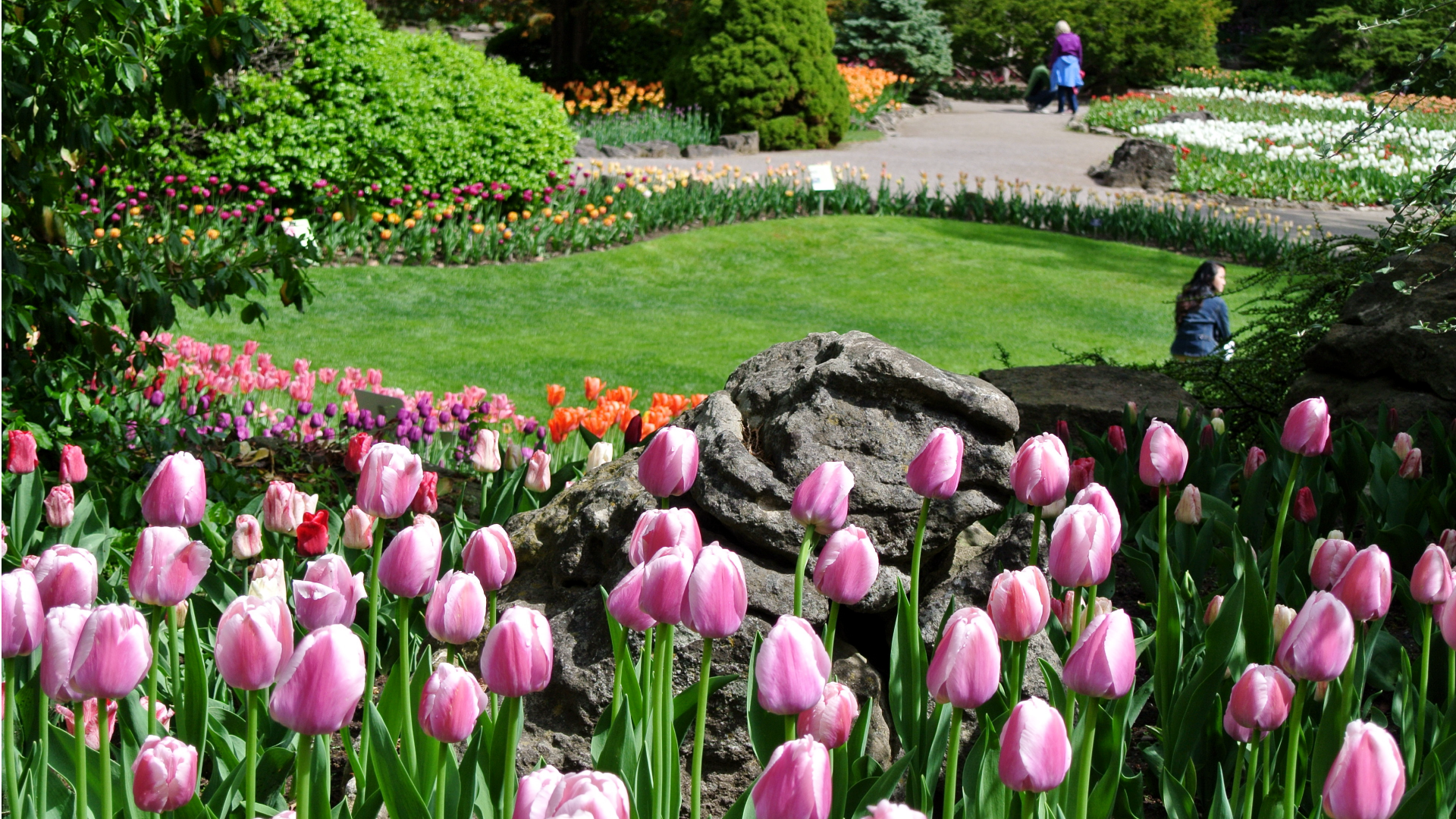 Garden with a pathway and pink tulips